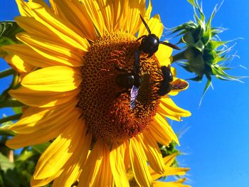 European carpenter bees on a sunflower