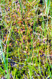 Close-up of plants growing on field