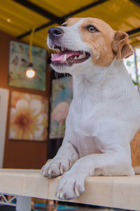 Close-up of dog looking away at home