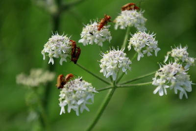 Close-up of bee on flower