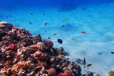 High angle view of fish swimming in sea