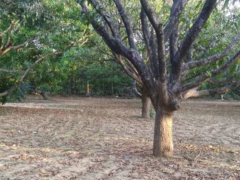 Trees on landscape