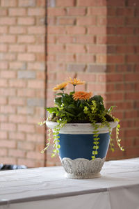 Potted plant on table against wall