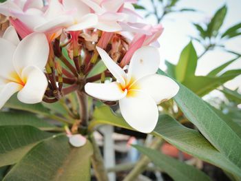 Close-up of flowers blooming outdoors