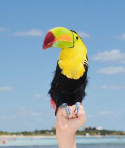 Man holding yellow bird against sky