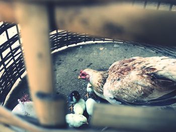 Close-up of bird in cage