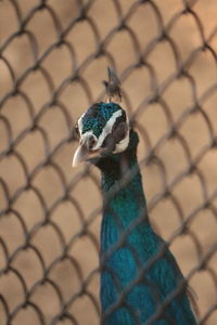 Close-up of peacock on chainlink fence