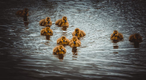 View of birds swimming in lake