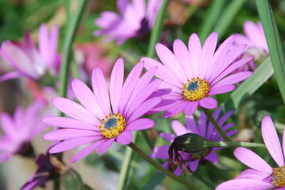 Close-up of pink pollinating on purple flowering plant