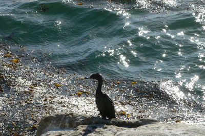 Bird in water