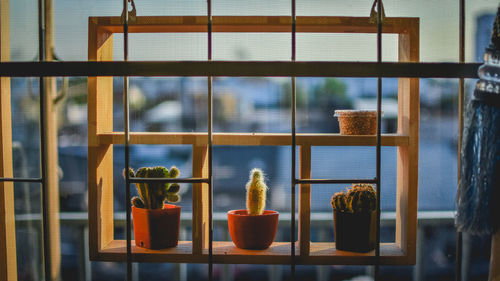 Close-up of potted plants on window