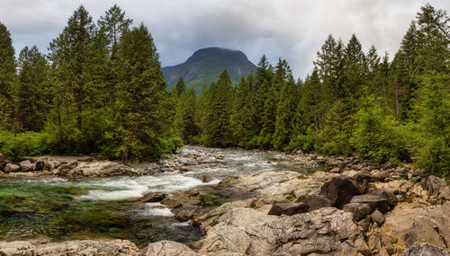 Scenic view of stream flowing through rocks in forest