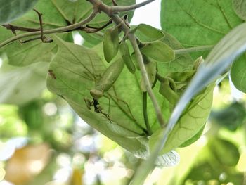 Close-up of leaves