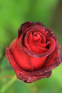 Close-up of wet rose