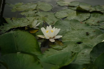 leaf
