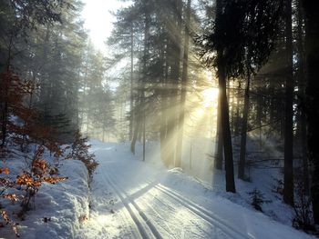 Snow covered land and trees in forest