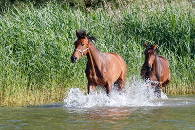 Two horses in a water