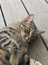 High angle portrait of cat relaxing outdoors