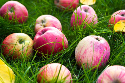 Colorful red apples on the fresh green grass