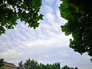 Low angle view of trees against sky