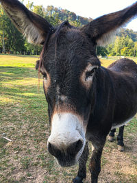 Close-up portrait of a horse on field