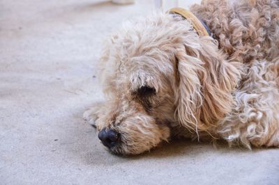 Close-up of a dog sleeping