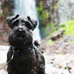 Close-up of wet dog