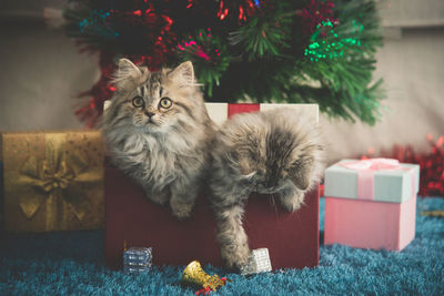 Cats in box against christmas decoration