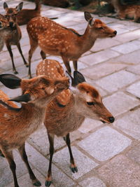 Close-up of ducks