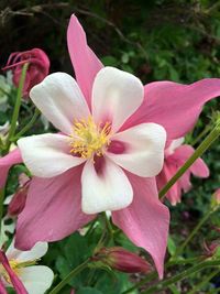 Close-up of pink flower