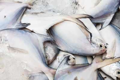 High angle view of fish for sale in market