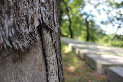 Close-up of tree trunk