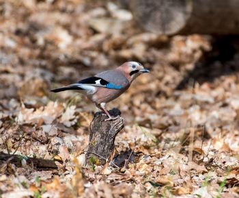 Bird perching on a land