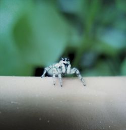 Close-up of insect