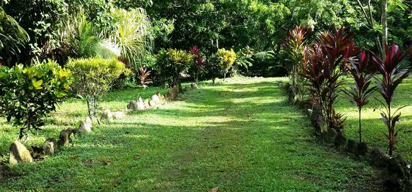 Footpath leading towards trees