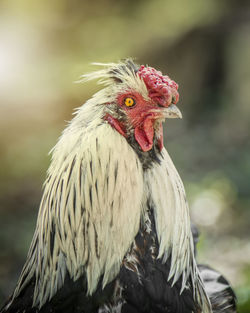 Close-up of a bird