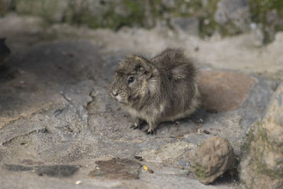 Close-up of hamster