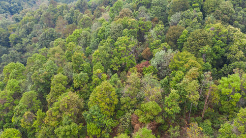 High angle view of trees in forest