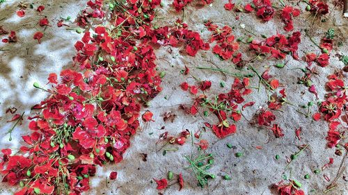 Close-up of red flowers