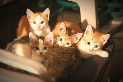 Close-up portrait of kitten