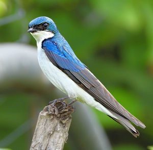 Close-up of bird perching on tree