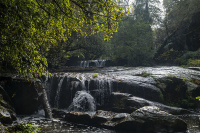 Scenic view of waterfall in forest