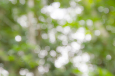 Defocused image of tree
