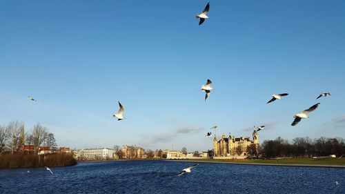 Seagulls flying over river against clear sky