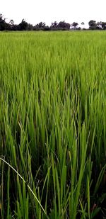 Crops growing on field