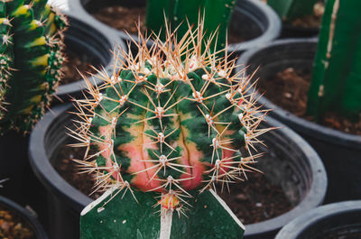 Close-up of succulent plant in pot