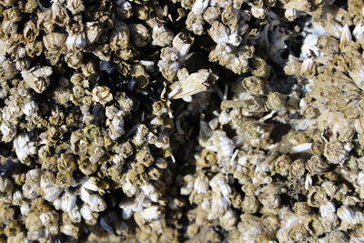 High angle view of insect on plant