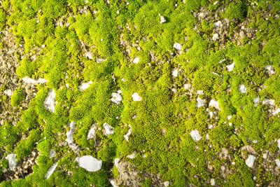 High angle view of plants growing on field