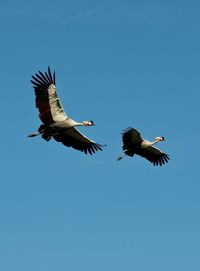 Low angle view of birds flying against clear blue sky