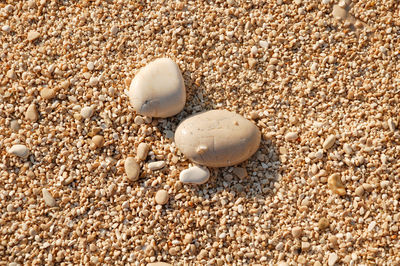 High angle view of shells on sand